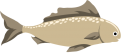 fishes-02 fishes-02